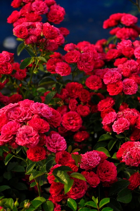 ġۥХ ӡڥӡ  6ȭʡJ-OC20