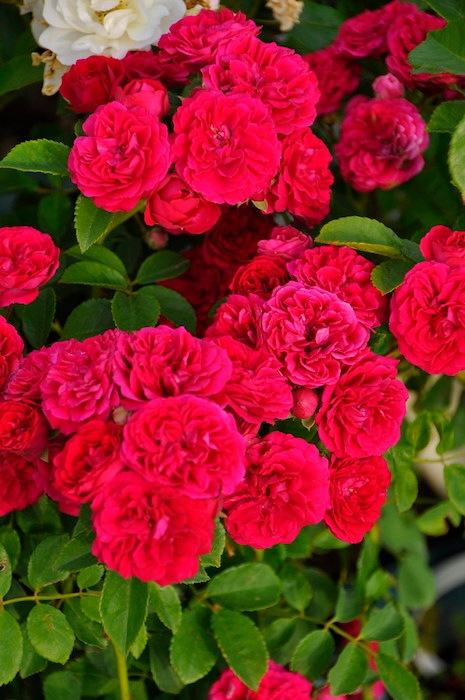 ġۥХ ӡڥӡ  6ȭʡJ-OC20