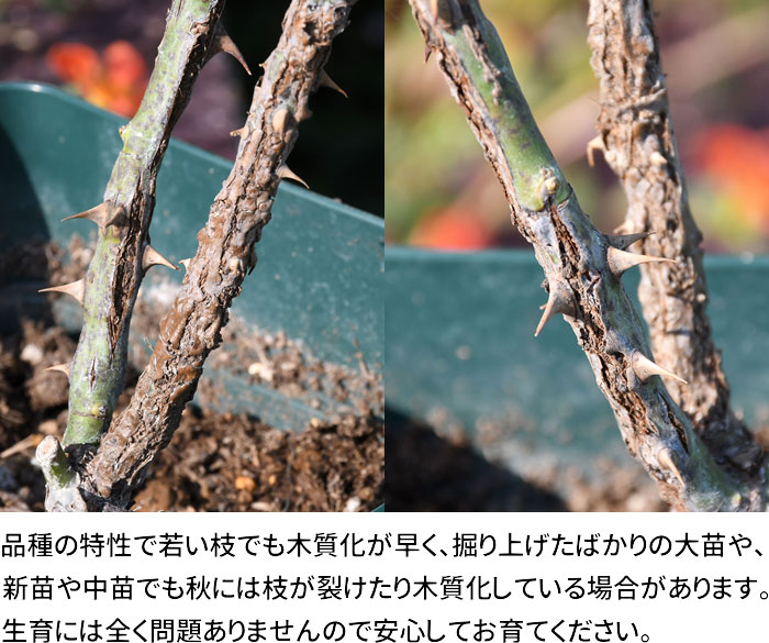 �Х��ġ����ġۥ�ߥ�����ڥ��ΤĤ֤䤭�� ���� 6��ȭ�����ʡη����ʼ�ϡ�OS-OS2��