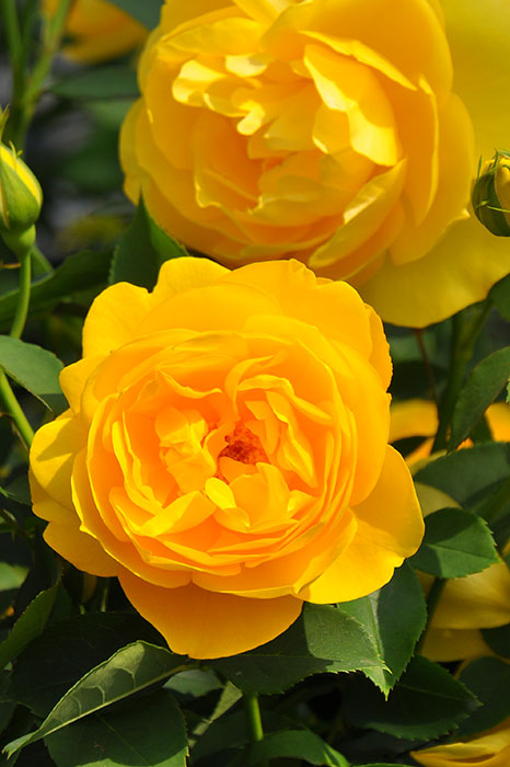 �Х��ġ����ġۥ�ߥ�����ڥ��ΤĤ֤䤭�� ���� 6��ȭ�����ʡη����ʼ�ϡ�OS-OS2��