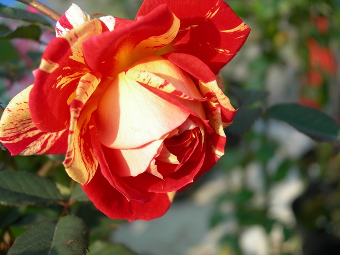 �����ġۥХ��� �ޤĤ�ںפ�� ���� 6��ȭ�����ʡ�J-CL20��