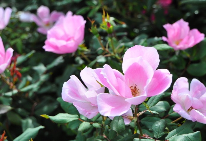 �Х��ġ����ġۥ֥�å��󥰥Υå������� ���� 6��ȭ�����ʡ����ӿ建�� ��Ͽ�ʼ�ϡ�IR-IRO3��