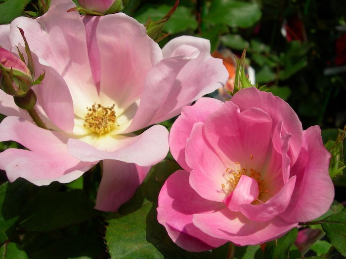 �Х��ġ����ġۥ֥�å��󥰥Υå������� ���� 6��ȭ�����ʡ����ӿ建�� ��Ͽ�ʼ�ϡ�IR-IRO3��