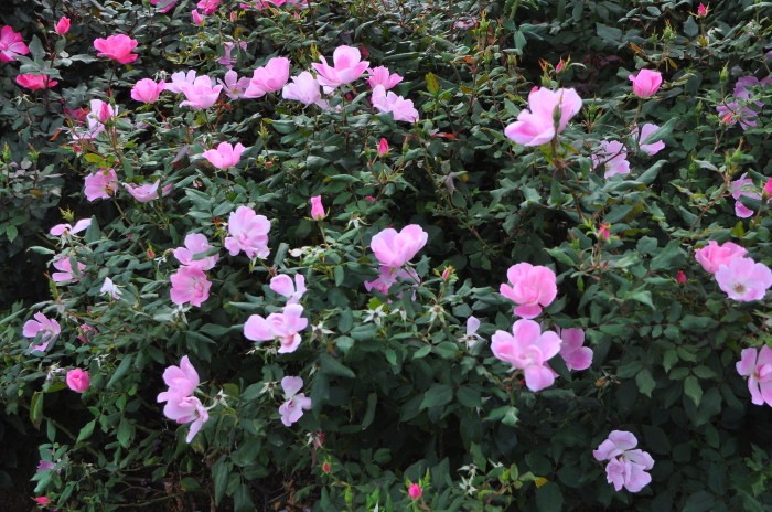 �Х��ġ����ġۥ֥�å��󥰥Υå������� ���� 6��ȭ�����ʡ����ӿ建�� ��Ͽ�ʼ�ϡ�IR-IRO3��