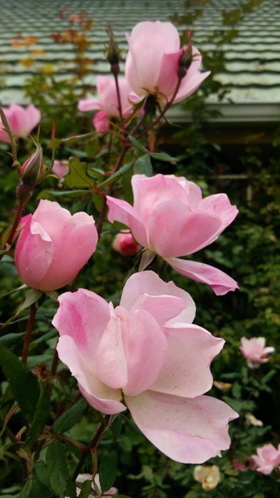 �Х��ġ����ġۥ֥�å��󥰥Υå������� ���� 6��ȭ�����ʡ����ӿ建�� ��Ͽ�ʼ�ϡ�IR-IRO3��