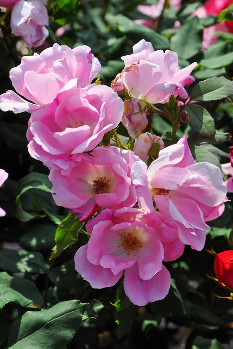 �Х��ġ����ġۥ֥�å��󥰥Υå������� ���� 6��ȭ�����ʡ����ӿ建�� ��Ͽ�ʼ�ϡ�IR-IRO3��