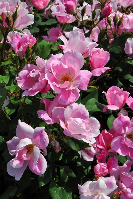 �Х��ġ����ġۥ֥�å��󥰥Υå������� ���� 6��ȭ�����ʡ����ӿ建�� ��Ͽ�ʼ�ϡ�IR-IRO3��