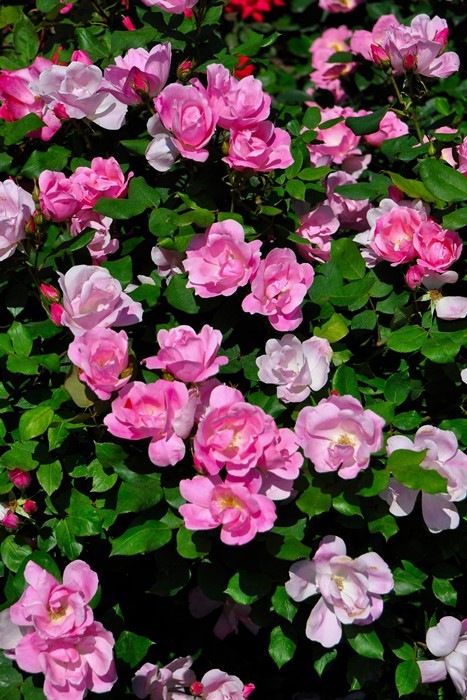 �Х��ġ����ġۥ֥�å��󥰥Υå������� ���� 6��ȭ�����ʡ����ӿ建�� ��Ͽ�ʼ�ϡ�IR-IRO3��