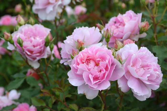 ���ߵ����ġۥХ��� �ࡼ��饤�ȥ��ʥ� ���� 6��ȭ�����ʡ����ӿ建�� �ʼ���Ͽ�д���ϡ�J-RP��