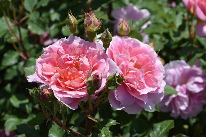 ���ߵ����ġۥХ��� �ࡼ��饤�ȥ��ʥ� ���� 6��ȭ�����ʡ����ӿ建�� �ʼ���Ͽ�д���ϡ�J-RP��