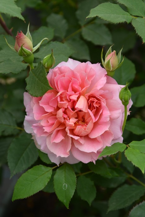 ���ߵ����ġۥХ��� �ࡼ��饤�ȥ��ʥ� ���� 6��ȭ�����ʡ����ӿ建�� �ʼ���Ͽ�д���ϡ�J-RP��