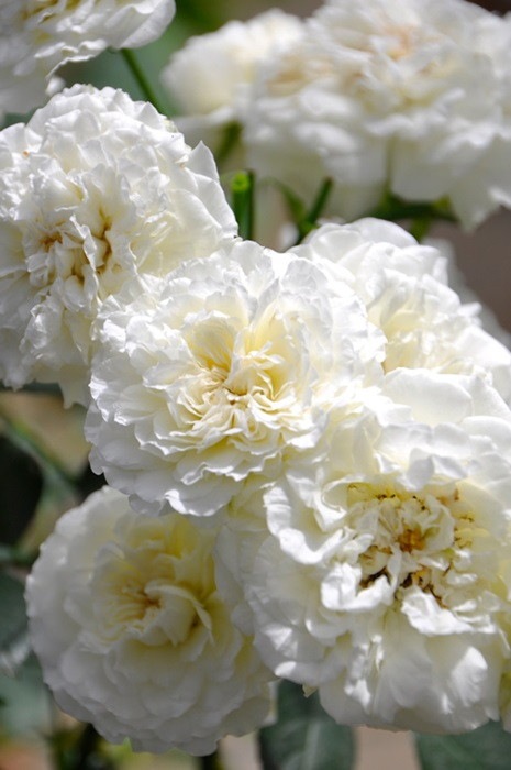 �Х��ġ����ġۥۥ磻�ȥᥤ�ǥ����� ���� 6��ȭ�����ʡ�J-CL20��