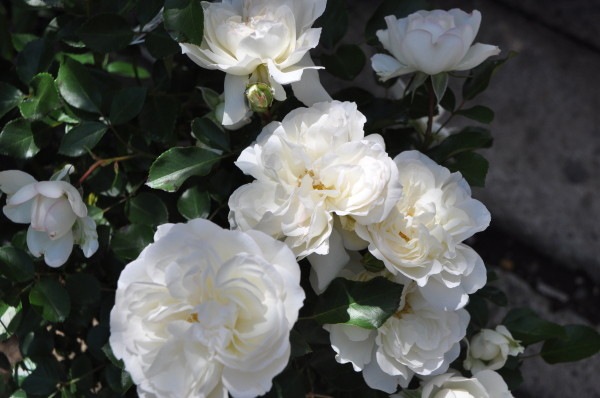 �Х��ġ����ġۥۥ磻�ȥᥤ�ǥ����� ���� 6��ȭ�����ʡ�J-CL20��