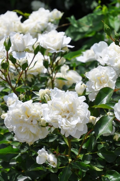 �Х��ġ����ġۥۥ磻�ȥᥤ�ǥ����� ���� 6��ȭ�����ʡ�J-CL20��