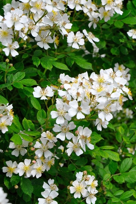 バラ苗 中苗 トゲなしノイバラ 野バラ ロサムルティフローラ とげなし Sp白 国産苗 6号鉢植え品 J Oc15 系統で選ぶバラ オールドローズ バラの家 公式本店 ロサオリエンティス