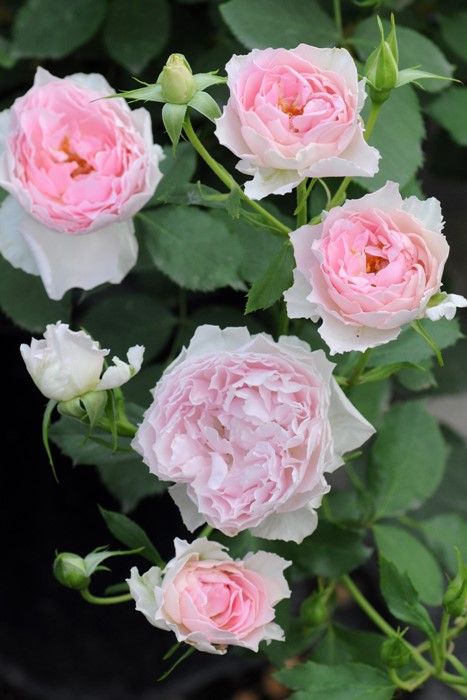 �����ġۥХ��� �����ƥ����� ���� 6��ȭ�����ʡη����ʼ�ϡ�Kb-KBO��