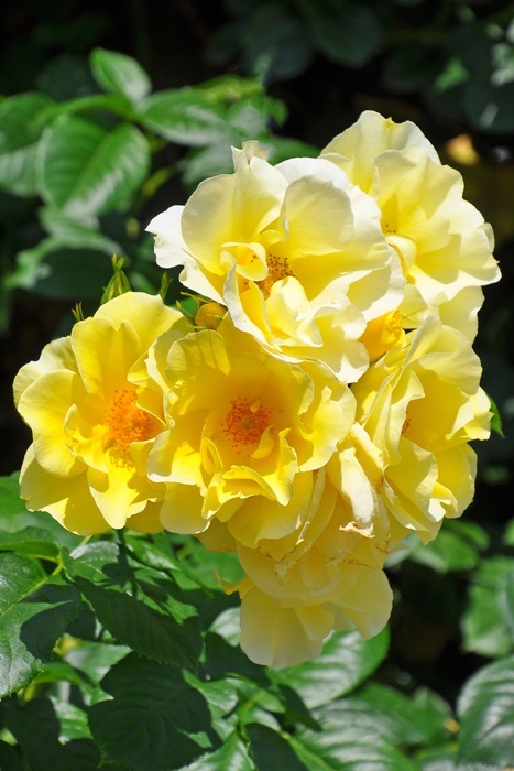 ���ߵ����ġۥХ��� �Ĥ륹�ޥ��꡼�ե����� ���� 6��ȭ�����ʡ����ӿ建�� ��Ͽ�ʼ�ϡ�IR-IRO3�ա�0109�����