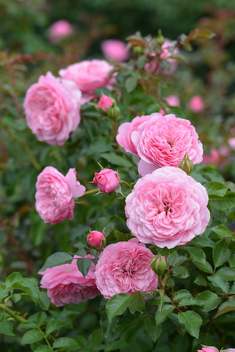 �Х��ġ����ġۥե��졼�� ���� 6��ȭ�����ʡ����ӿ建�� ��Ͽ�ʼ�ϡ�Kb-RM��