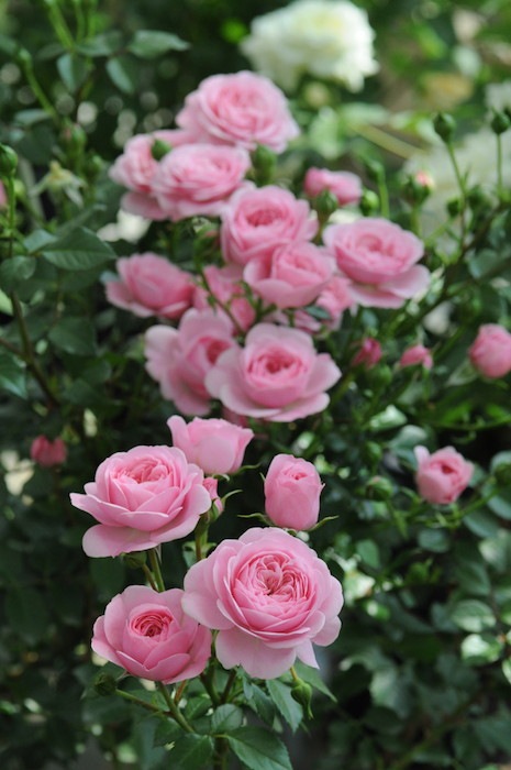 �Х��ġ����ġۥե��졼�� ���� 6��ȭ�����ʡ����ӿ建�� ��Ͽ�ʼ�ϡ�Kb-RM��