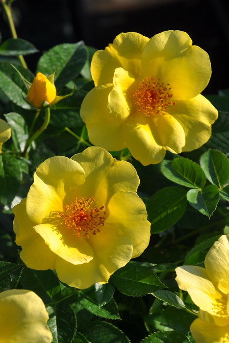 �Х��ġ����ġۥ���ե��� ���� 6��ȭ�����ʡ����ӿ建�� ��Ͽ�ʼ�ϡ�IR-IRO3��