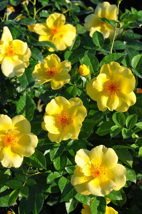 �Х��ġ����ġۥ���ե��� ���� 6��ȭ�����ʡ����ӿ建�� ��Ͽ�ʼ�ϡ�IR-IRO3��