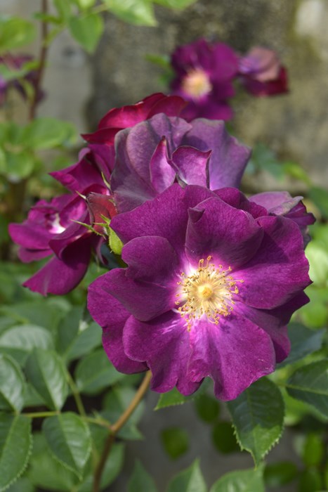 ġۥХ 󥰥ꥢʥ  6ȭʡӿ建 ʼϿдϡIR-IRO3