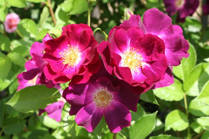 ġۥХ 󥰥ꥢʥ  6ȭʡӿ建 ʼϿдϡIR-IRO3