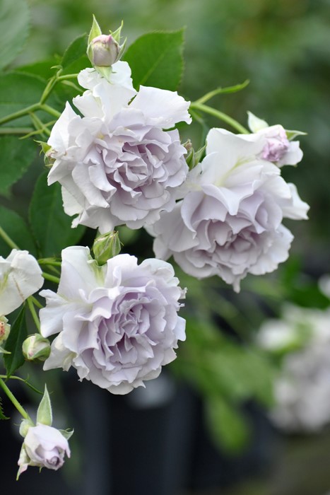 �����ġۥХ��� �ߥ��ƥ��ѡ��ץ� ���� 6��ȭ�����ʡη����ʼ�ϡ�TK-TK��