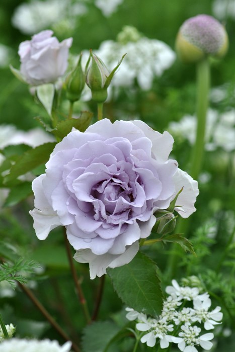 �����ġۥХ��� �ߥ��ƥ��ѡ��ץ� ���� 6��ȭ�����ʡη����ʼ�ϡ�TK-TK��