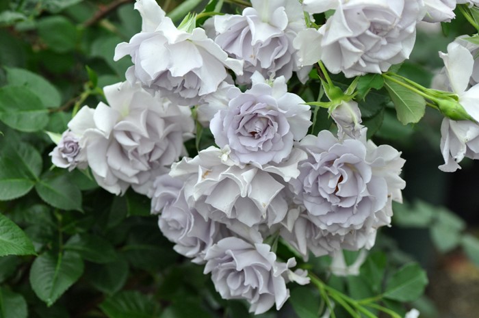 �����ġۥХ��� �ߥ��ƥ��ѡ��ץ� ���� 6��ȭ�����ʡη����ʼ�ϡ�TK-TK��