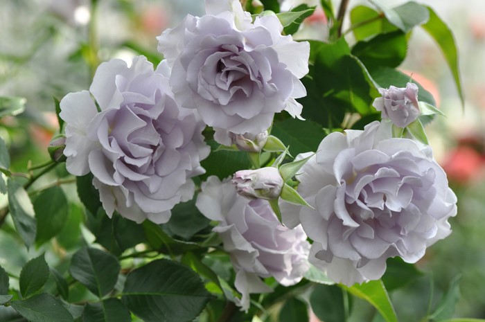 �����ġۥХ��� �ߥ��ƥ��ѡ��ץ� ���� 6��ȭ�����ʡη����ʼ�ϡ�TK-TK��