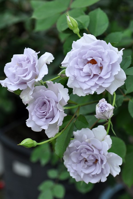 �����ġۥХ��� �ߥ��ƥ��ѡ��ץ� ���� 6��ȭ�����ʡη����ʼ�ϡ�TK-TK��