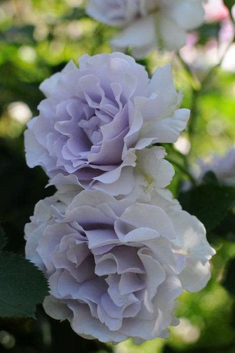 �����ġۥХ��� �ߥ��ƥ��ѡ��ץ� ���� 6��ȭ�����ʡη����ʼ�ϡ�TK-TK��