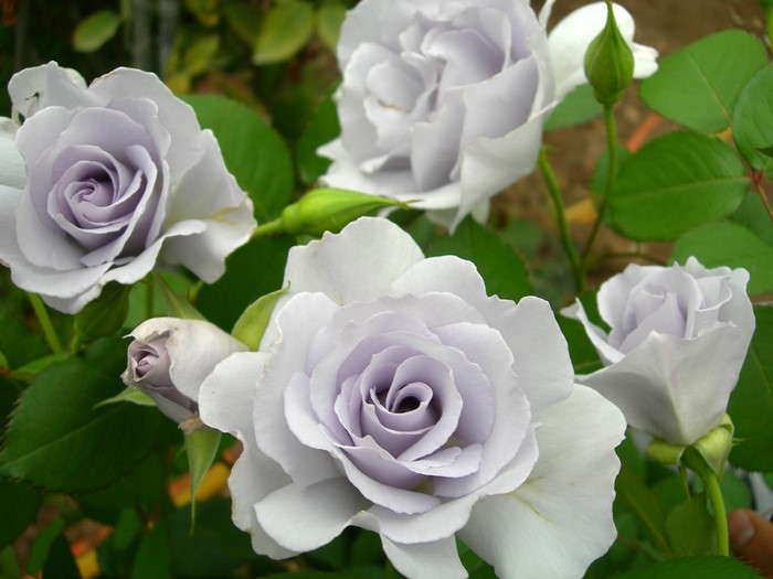 �����ġۥХ��� �ߥ��ƥ��ѡ��ץ� ���� 6��ȭ�����ʡη����ʼ�ϡ�TK-TK��