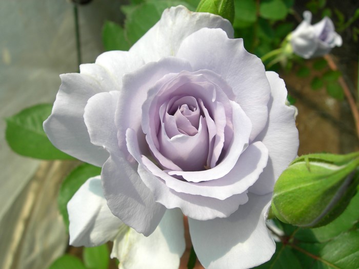 �����ġۥХ��� �ߥ��ƥ��ѡ��ץ� ���� 6��ȭ�����ʡη����ʼ�ϡ�TK-TK��