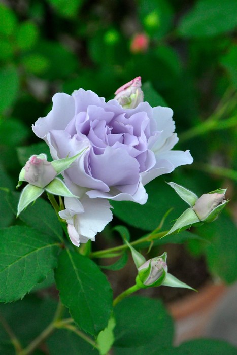 �����ġۥХ��� �ߥ��ƥ��ѡ��ץ� ���� 6��ȭ�����ʡη����ʼ�ϡ�TK-TK��