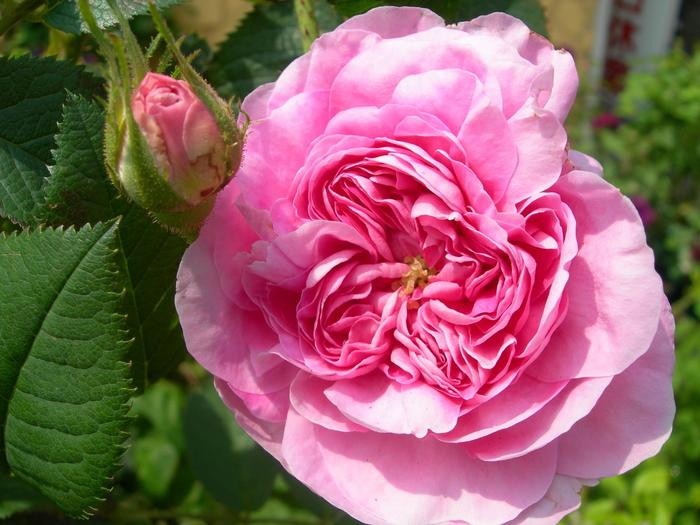 �����ġۥХ��� ���˥���ե���ǥ�ޡ��� ���� 6��ȭ�����ʡ�J-OC20��