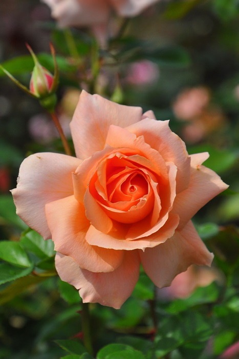 大苗 バラ苗 アプリコットキャンディ Ht橙 国産苗 6号鉢植え品 農林水産省 登録品種 J Ir2 すべての商品 バラの家 公式本店 ロサオリエンティス