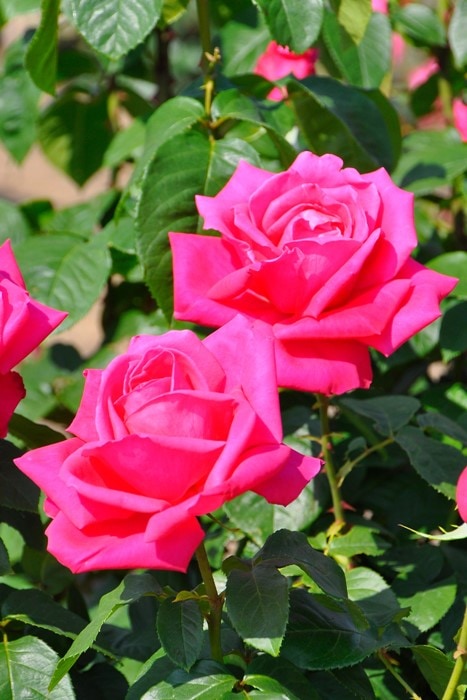 �Х��ġ����ġۥޥꥢ���饹 ���� 6��ȭ�����ʡ�J-HT20��