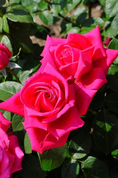 �Х��ġ����ġۥޥꥢ���饹 ���� 6��ȭ�����ʡ�J-HT20��