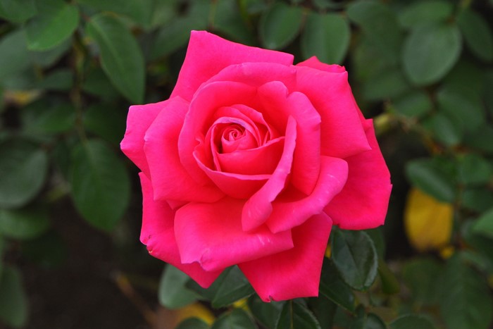 �Х��ġ����ġۥޥꥢ���饹 ���� 6��ȭ�����ʡ�J-HT20��