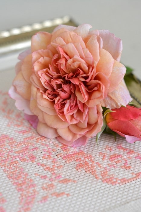 �Х��ġ����ġۥ֥��ɥ꡼ ���� 6��ȭ�����ʡ����ӿ建�� ��Ͽ�ʼ�ϡ�Kb-RM��