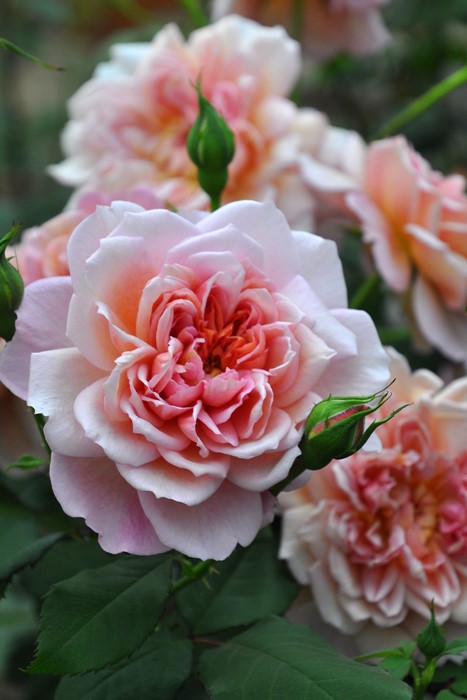 �Х��ġ����ġۥ֥��ɥ꡼ ���� 6��ȭ�����ʡ����ӿ建�� ��Ͽ�ʼ�ϡ�Kb-RM��