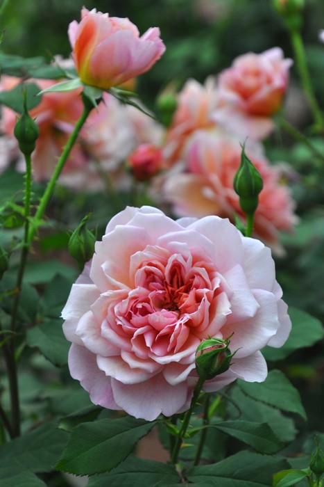 �Х��ġ����ġۥ֥��ɥ꡼ ���� 6��ȭ�����ʡ����ӿ建�� ��Ͽ�ʼ�ϡ�Kb-RM��