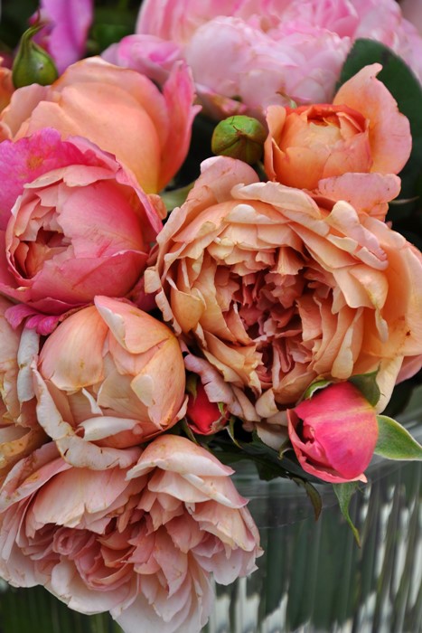 �Х��ġ����ġۥ֥��ɥ꡼ ���� 6��ȭ�����ʡ����ӿ建�� ��Ͽ�ʼ�ϡ�Kb-RM��