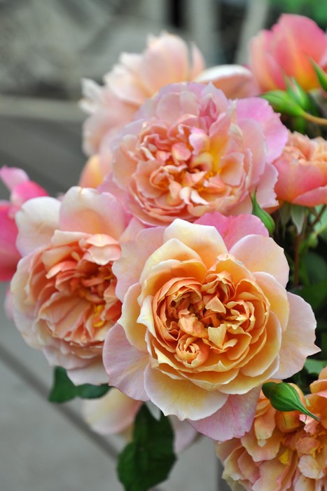 �Х��ġ����ġۥ֥��ɥ꡼ ���� 6��ȭ�����ʡ����ӿ建�� ��Ͽ�ʼ�ϡ�Kb-RM��