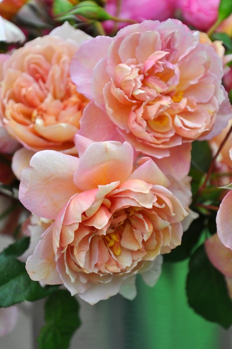 �Х��ġ����ġۥ֥��ɥ꡼ ���� 6��ȭ�����ʡ����ӿ建�� ��Ͽ�ʼ�ϡ�Kb-RM��