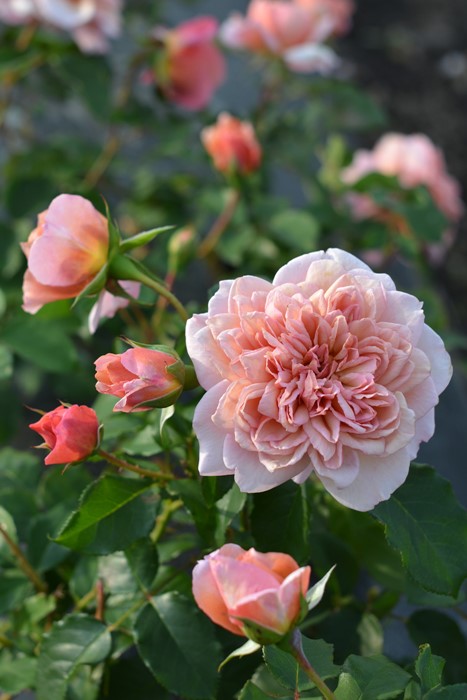 �Х��ġ����ġۥ֥��ɥ꡼ ���� 6��ȭ�����ʡ����ӿ建�� ��Ͽ�ʼ�ϡ�Kb-RM��