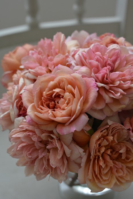 �Х��ġ����ġۥ֥��ɥ꡼ ���� 6��ȭ�����ʡ����ӿ建�� ��Ͽ�ʼ�ϡ�Kb-RM��