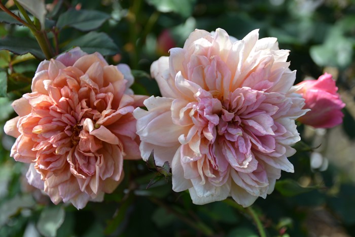 �Х��ġ����ġۥ֥��ɥ꡼ ���� 6��ȭ�����ʡ����ӿ建�� ��Ͽ�ʼ�ϡ�Kb-RM��